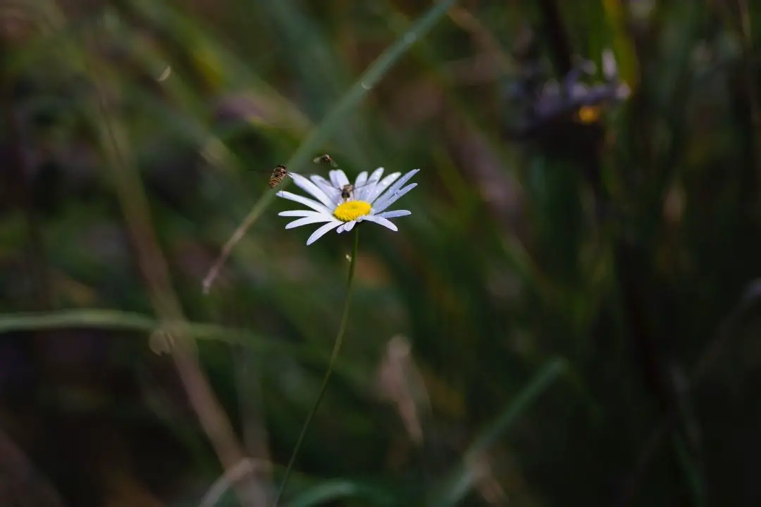 how to get rid of hoverflies