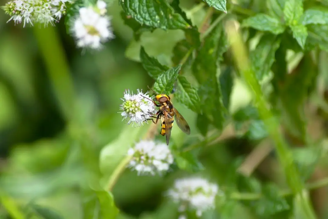 how to get rid of hoverflies