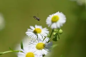 how to get rid of hoverflies