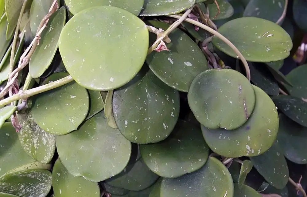 hoya obovata