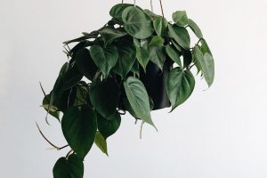 jade pothos