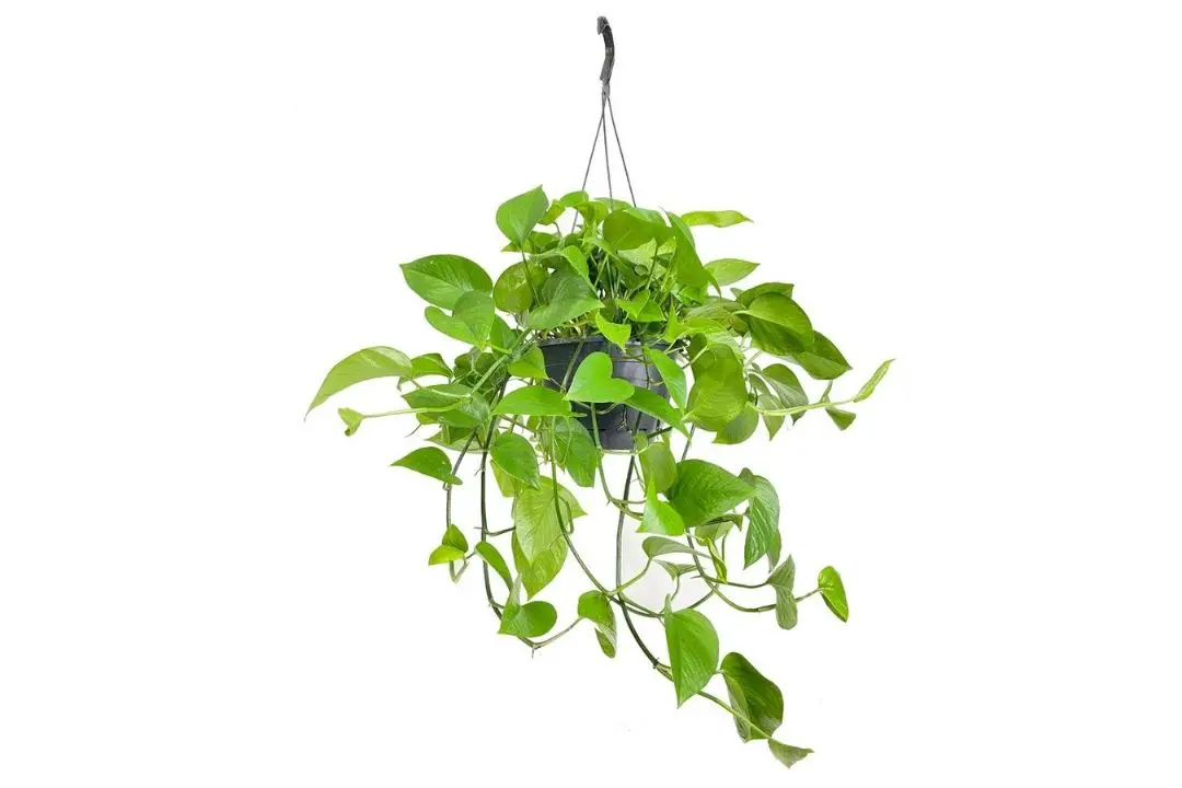 jade pothos