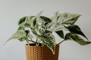 manjula pothos