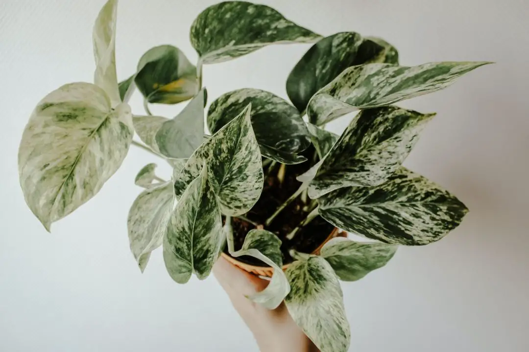 manjula pothos