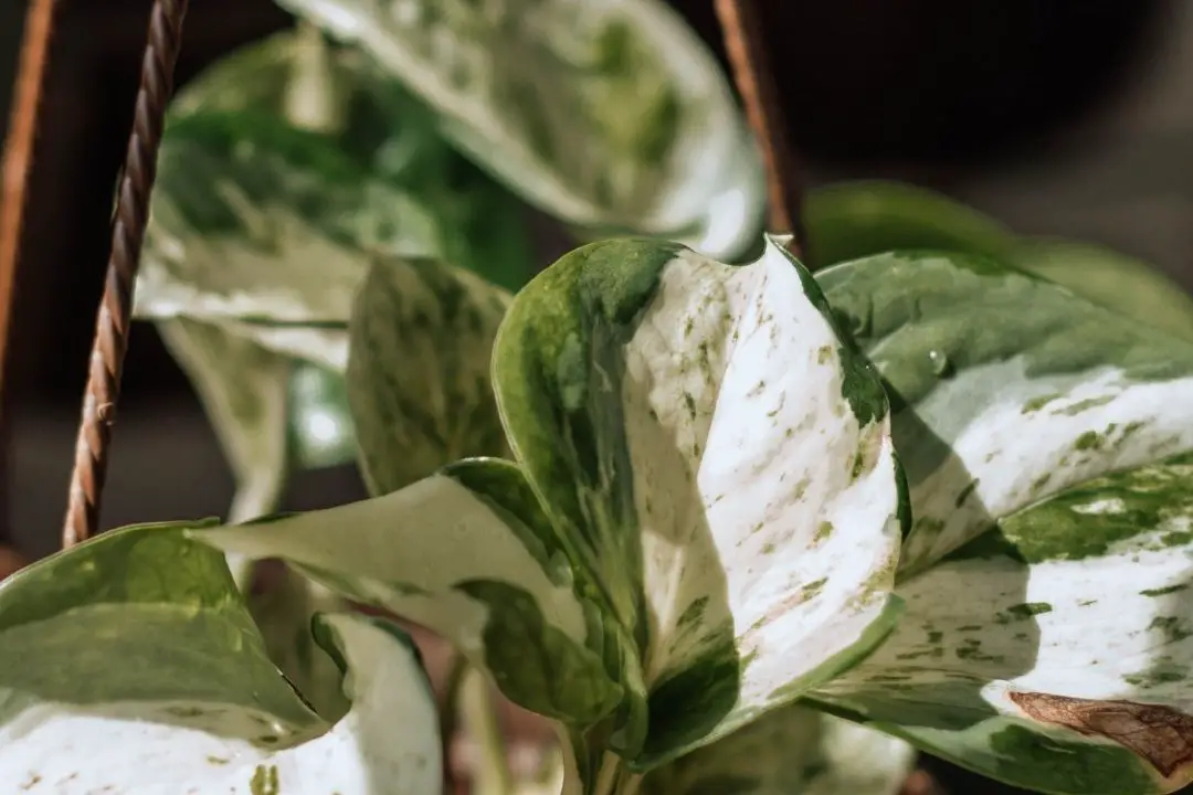 manjula pothos