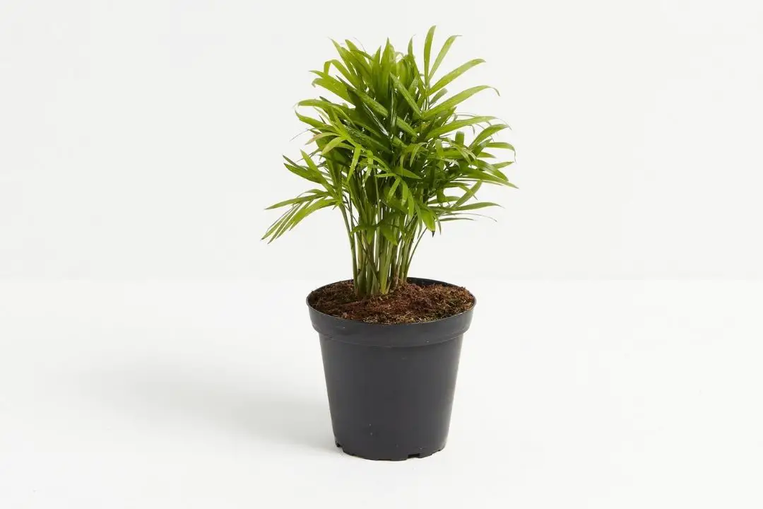 neanthe bella palm