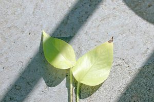 neon pothos