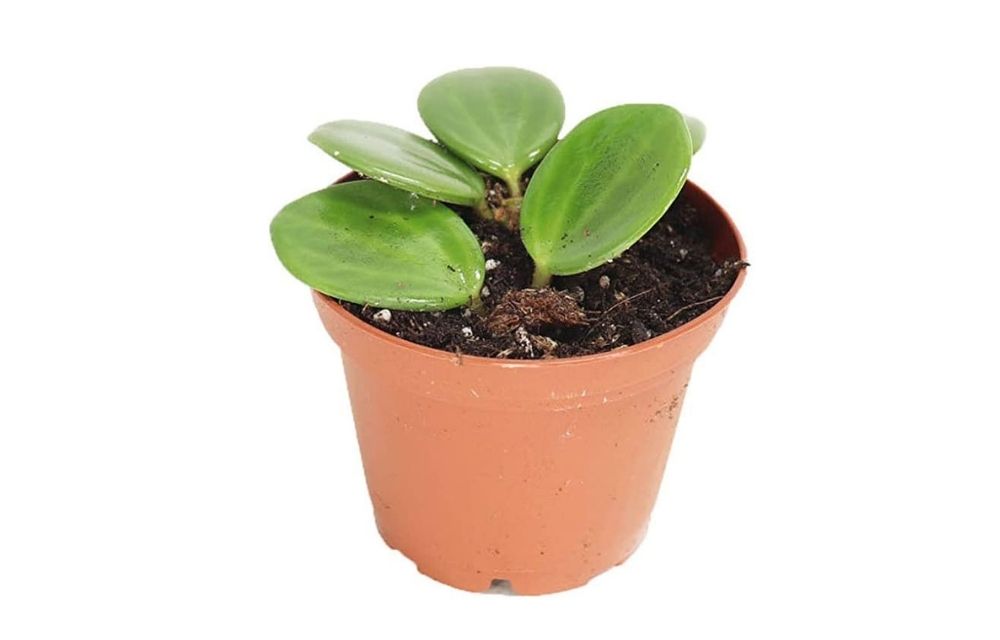 peperomia hope