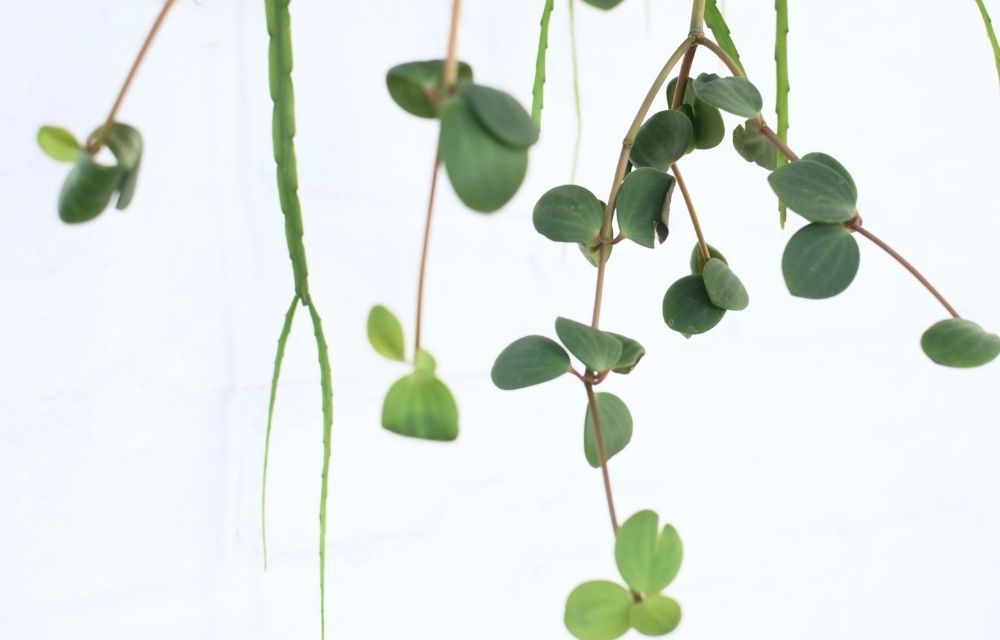 peperomia varieties