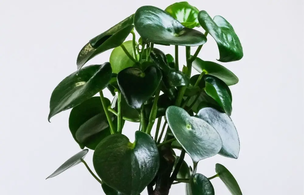 peperomia varieties