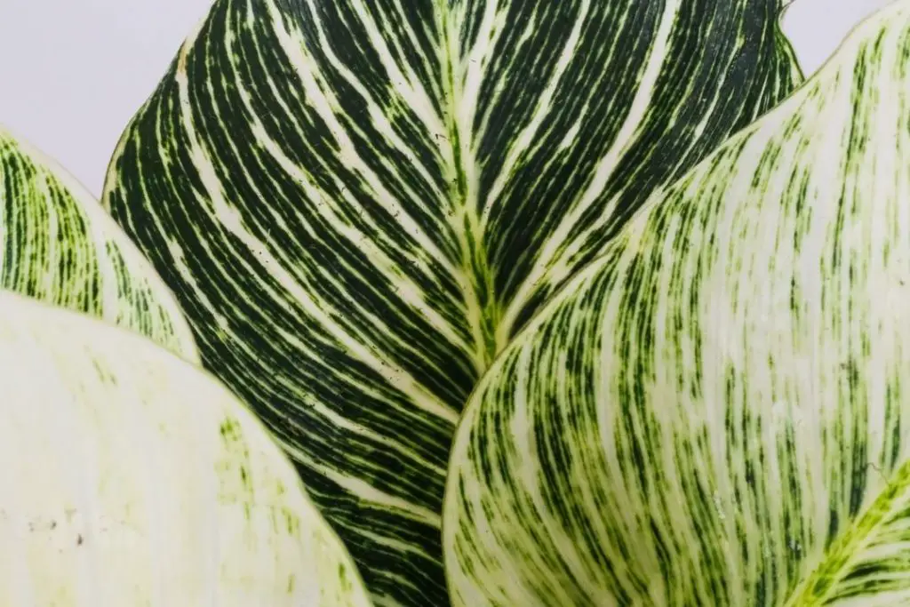 Philodendron Birkin Philodendron Birkin