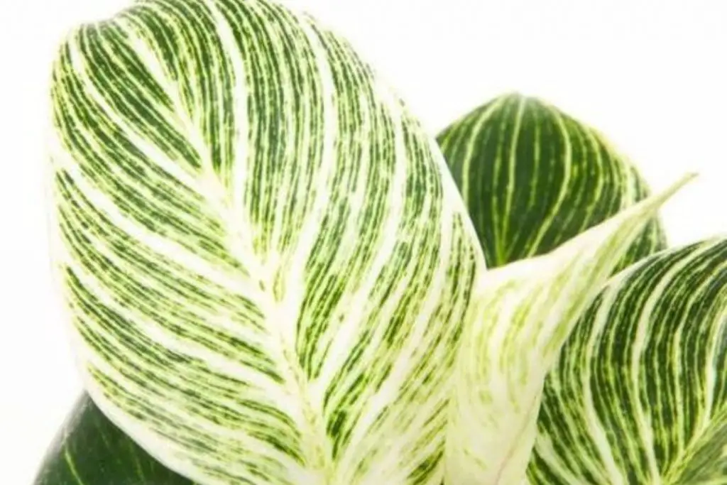 philodendron Birkin