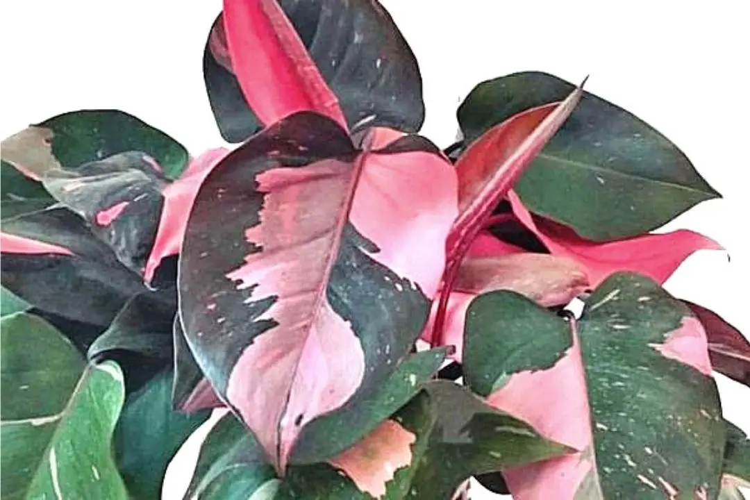 Pink Princess Philodendron