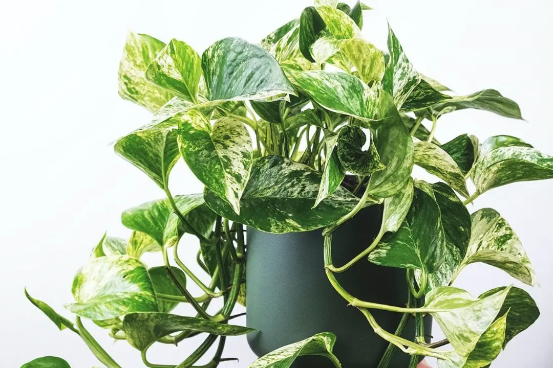 pothos varieties