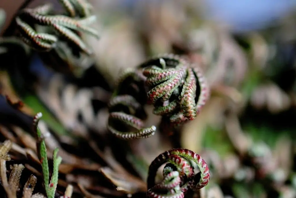 rose of jericho