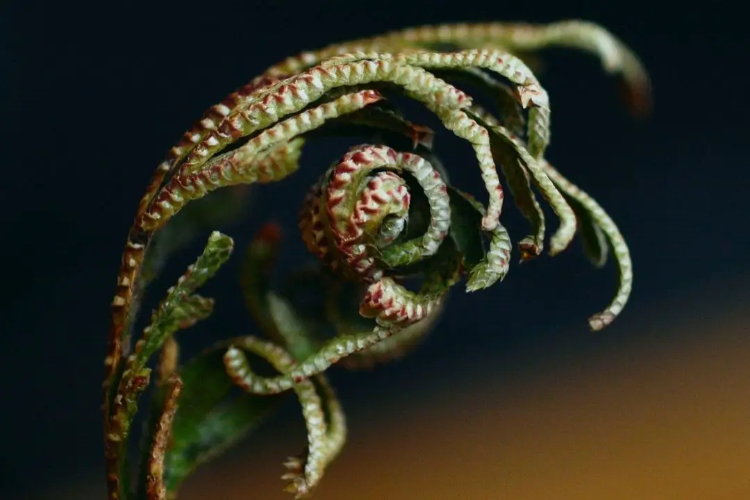 rose of jericho