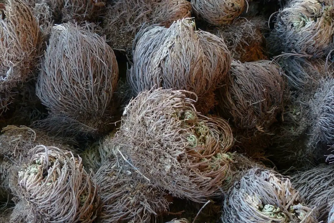 rose of jericho