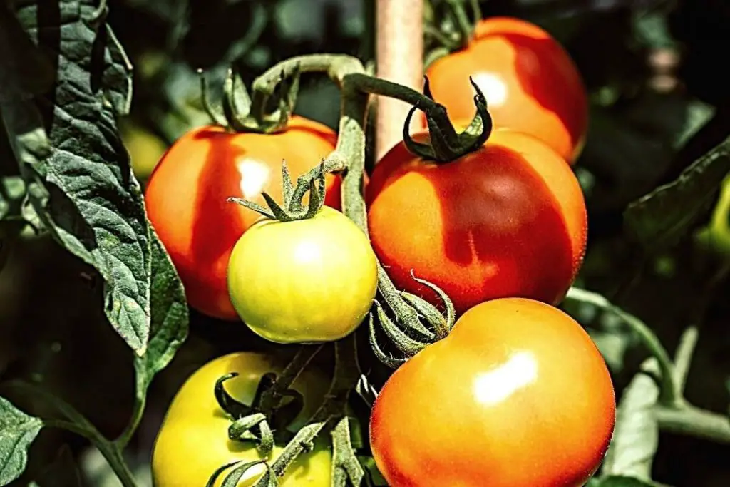 white spots on tomato leaves