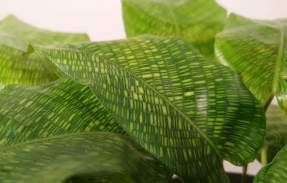 Calathea Musaica