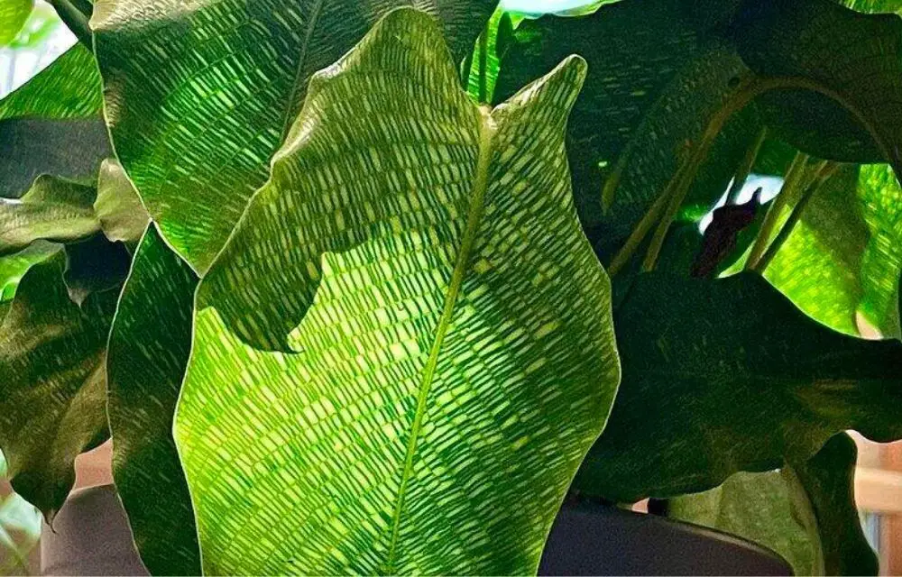 Calathea Musaica