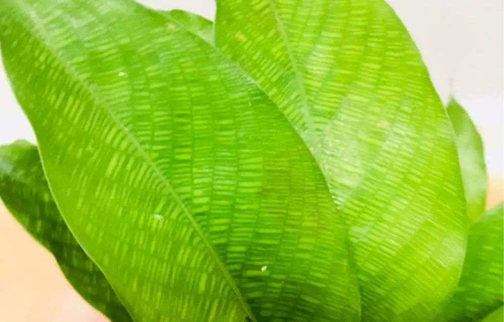 Calathea Musaica