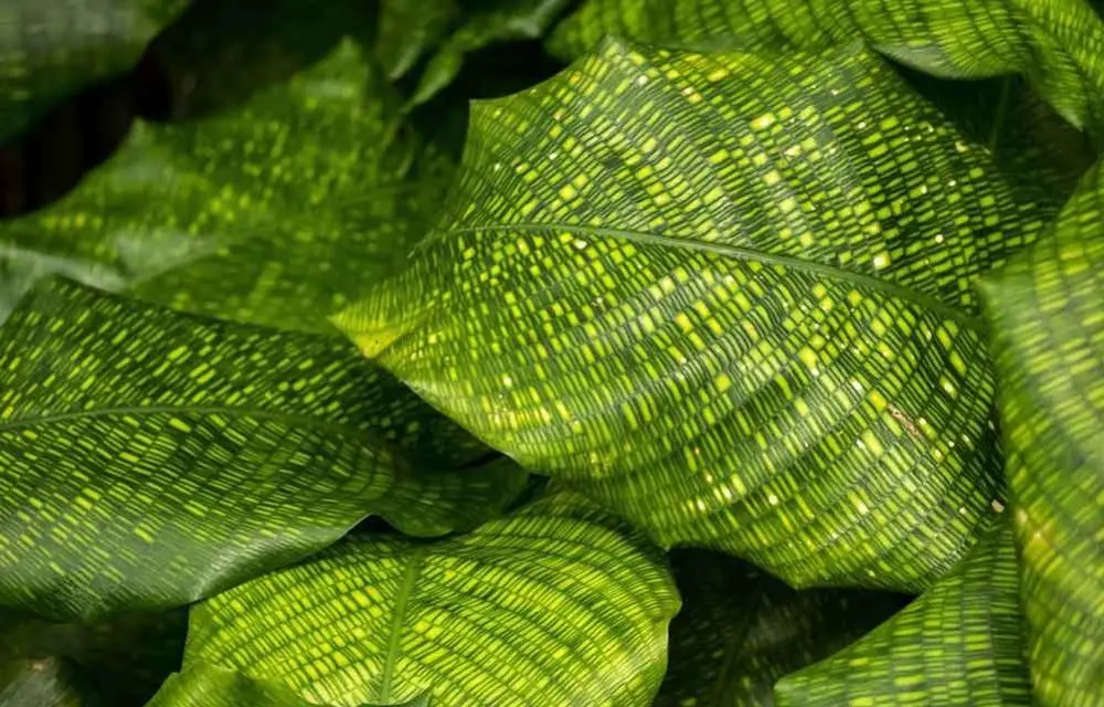 Calathea Musaica