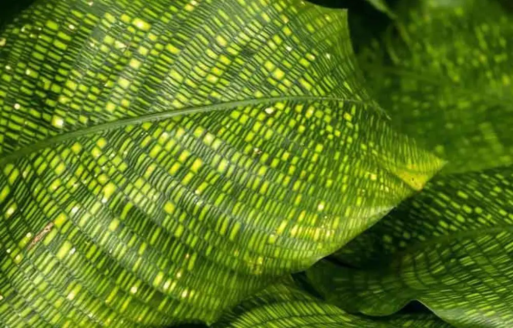 Calathea Musaica