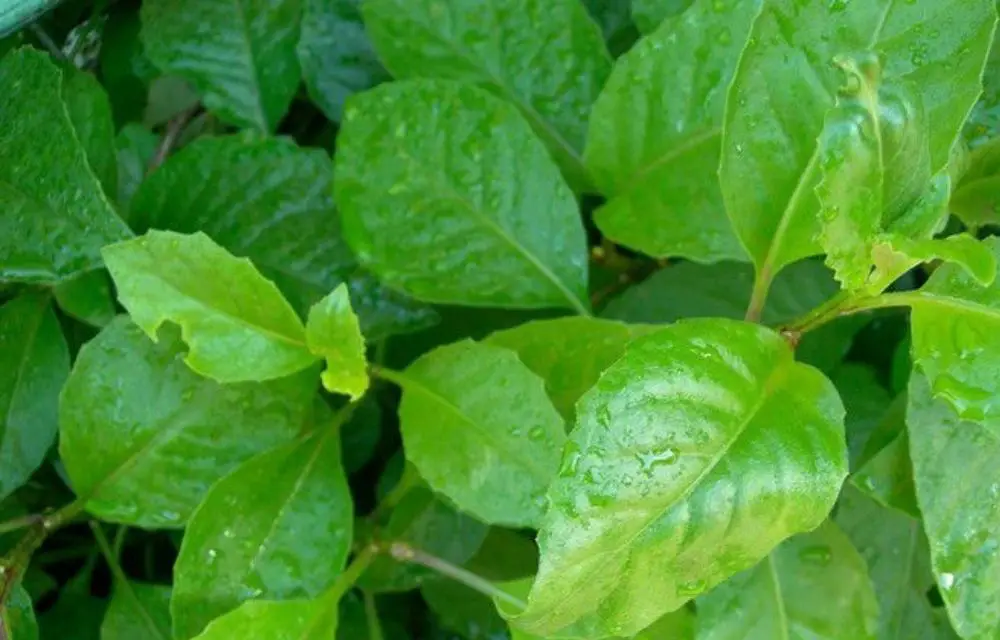 Longevity Spinach