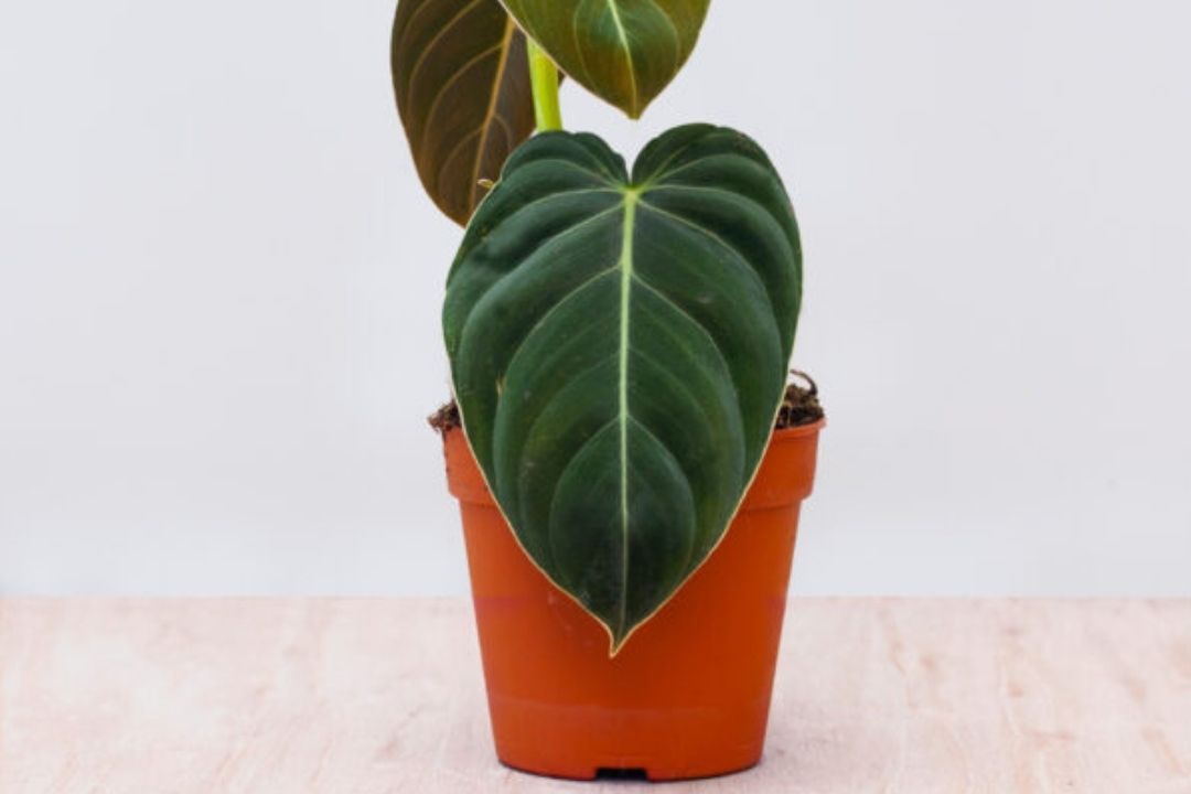 Philodendron Melanochrysum