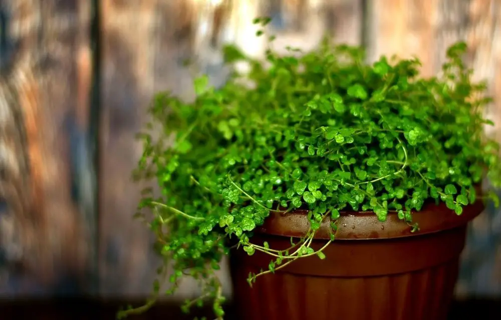 Pilea Glauca