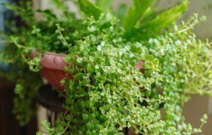 Pilea Glauca