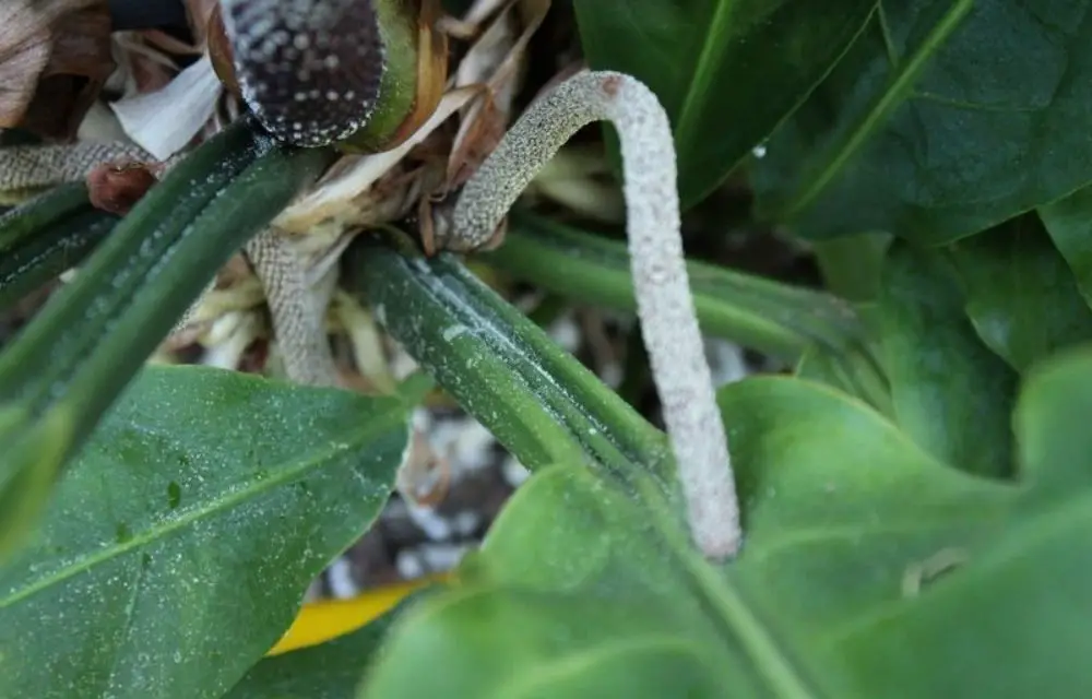 anthurium plowmanii