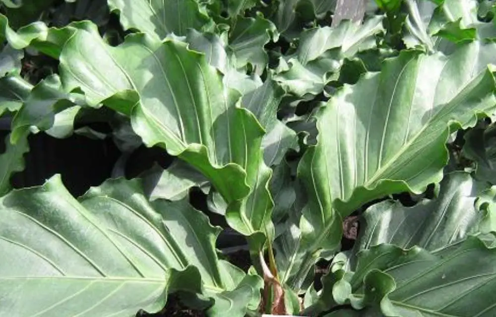 anthurium plowmanii