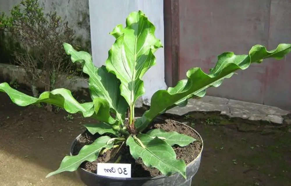 anthurium plowmanii