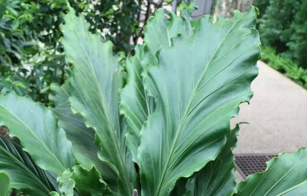 anthurium plowmanii