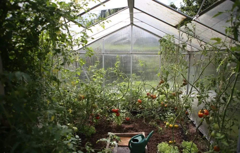 best insecticide for vegetable garden