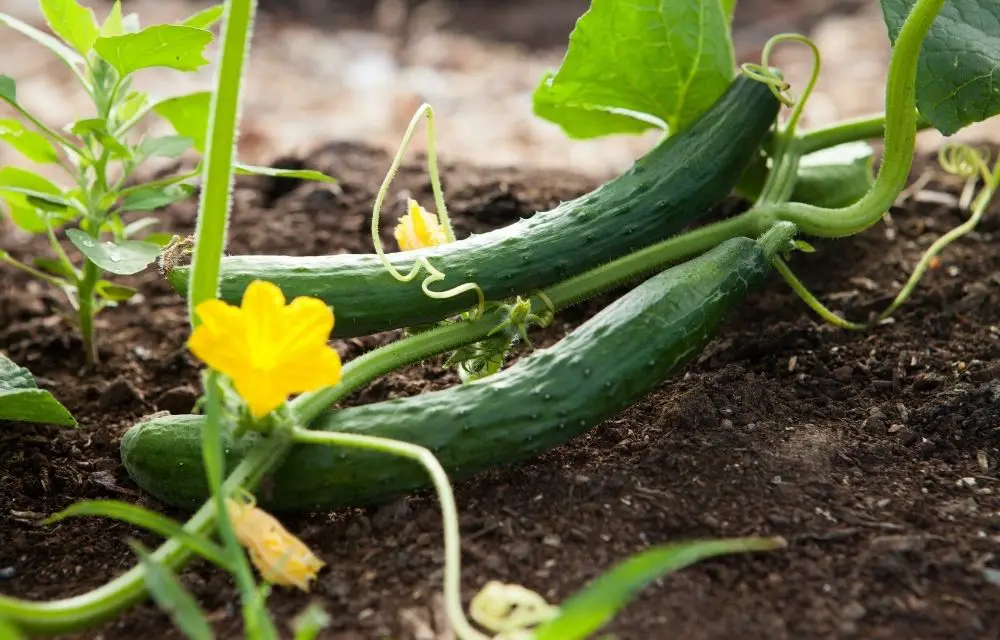 best insecticide for vegetable garden