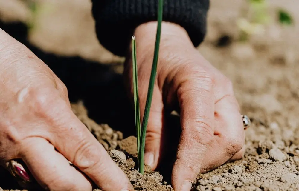 best moisture meter for plants