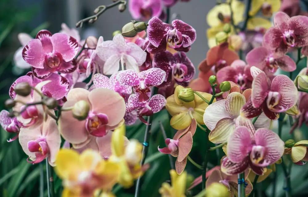 best place to buy orchids online