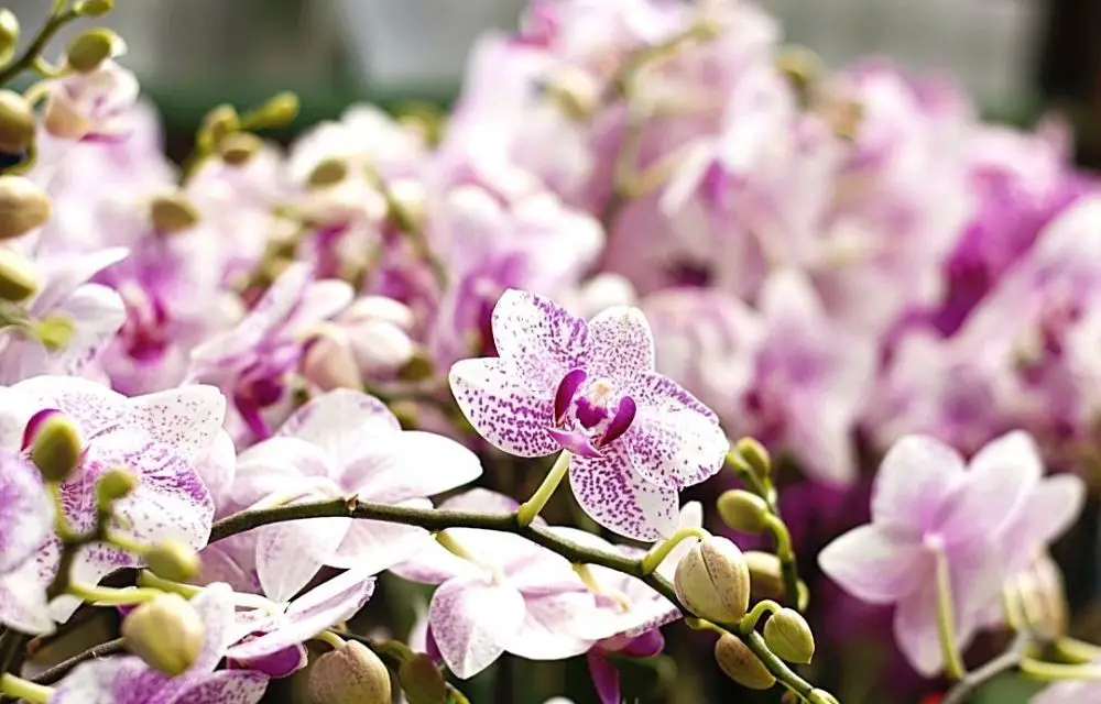 best place to buy orchids online