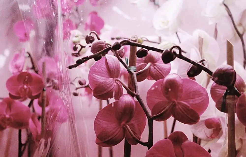 best place to buy orchids online