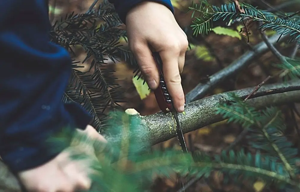 best pruning saw