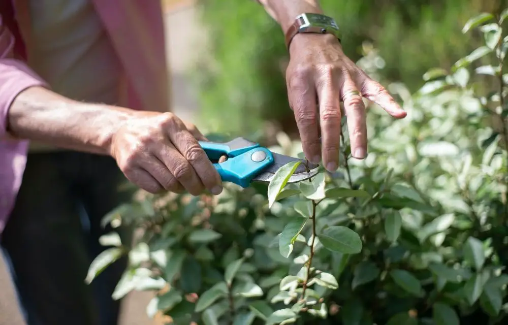 best pruning saw