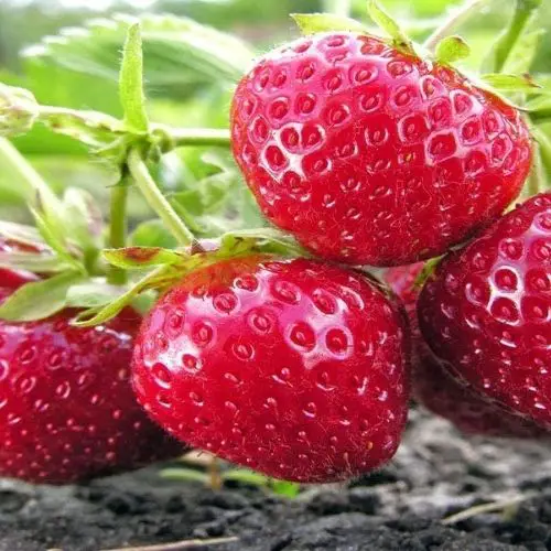 best tasting strawberry