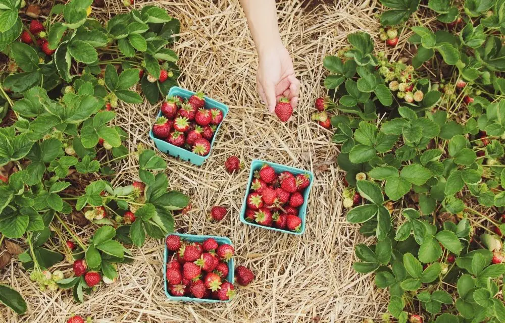 best tasting strawberry