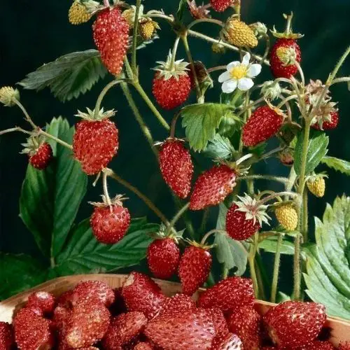 best tasting strawberry