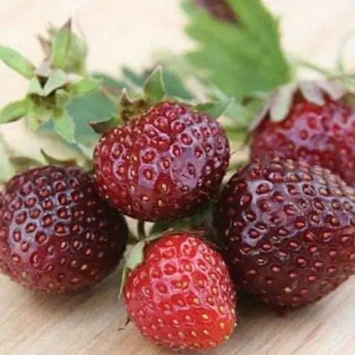 best tasting strawberry