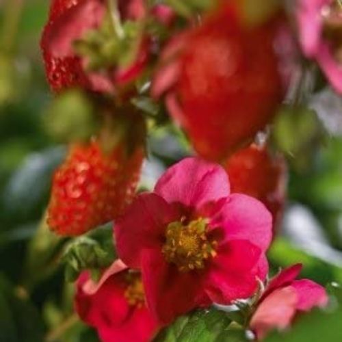 best tasting strawberry