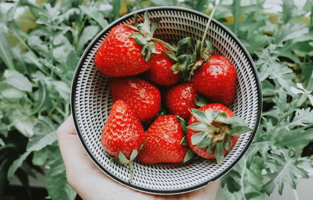 best tasting strawberry