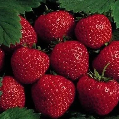 best tasting strawberry